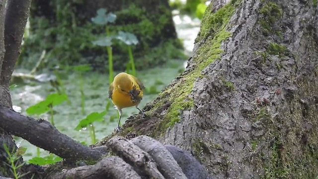 Prothonotary Warbler - ML339638571