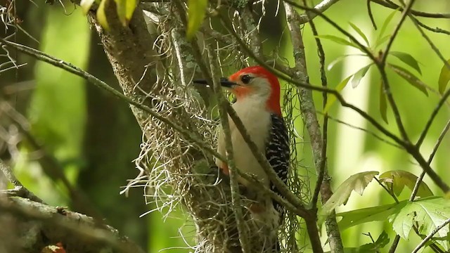 Red-bellied Woodpecker - ML339638841