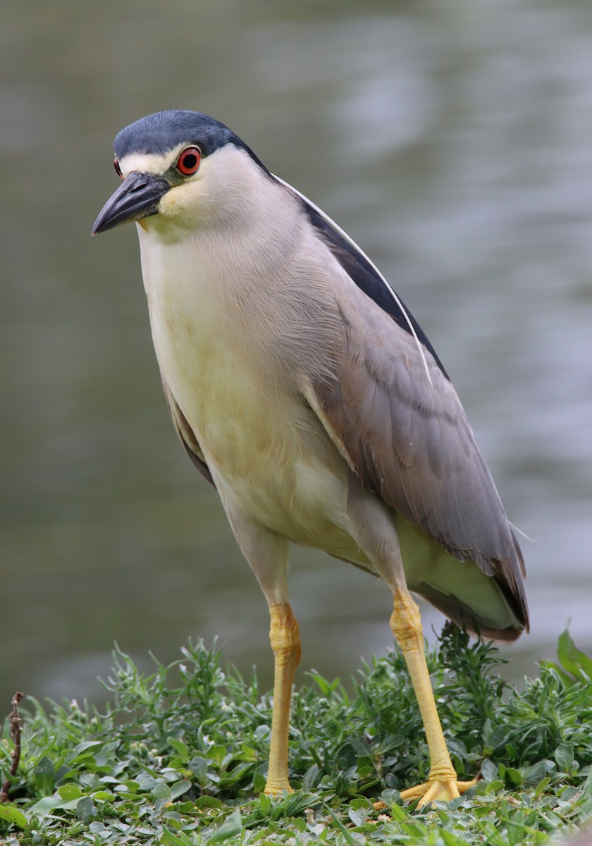 Black-crowned Night Heron - ML339640371