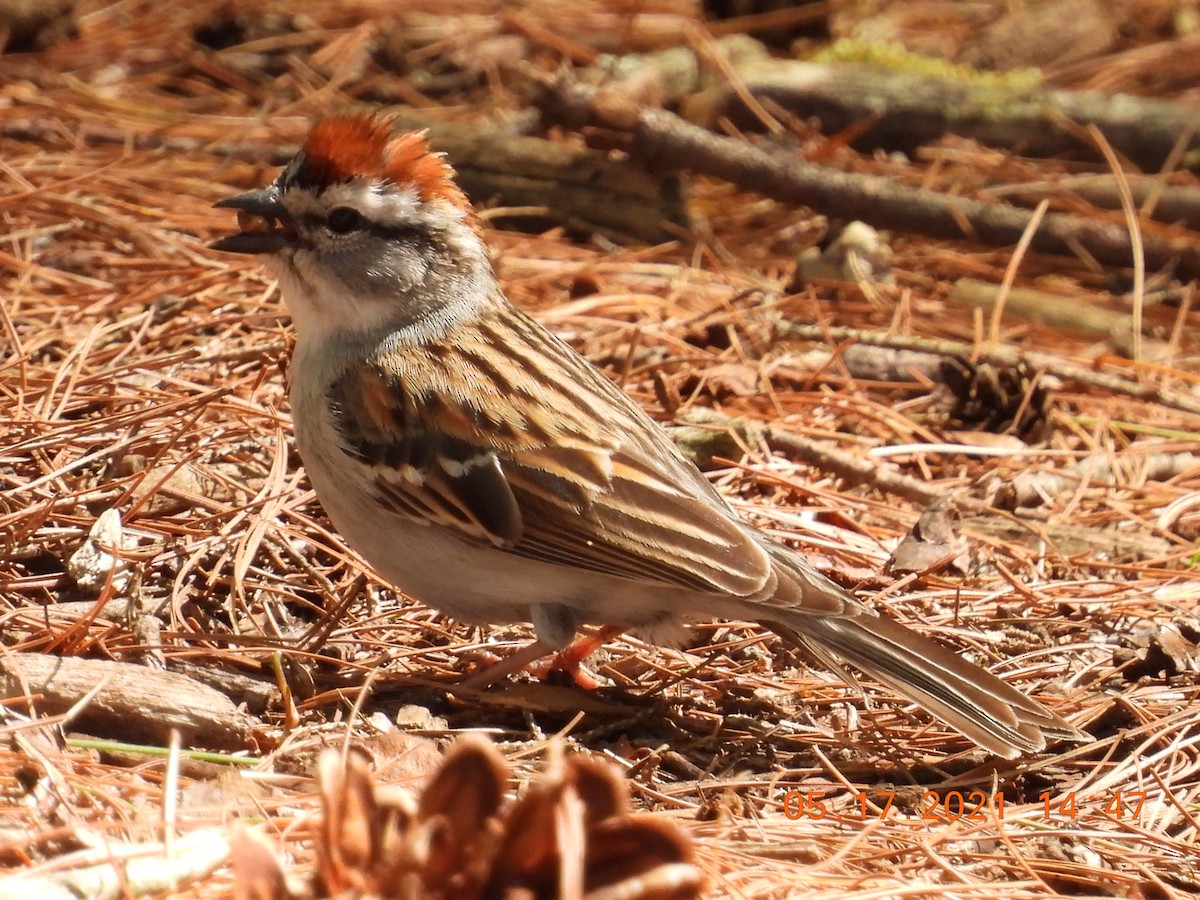 Chipping Sparrow - Jeff Fengler