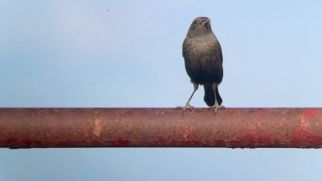 Brewer's Blackbird - ML339641801