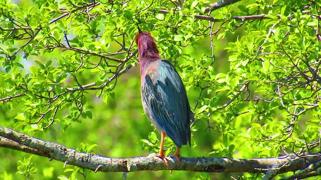 アメリカササゴイ - ML339642191