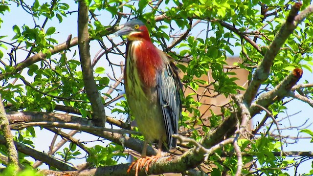 アメリカササゴイ - ML339643281