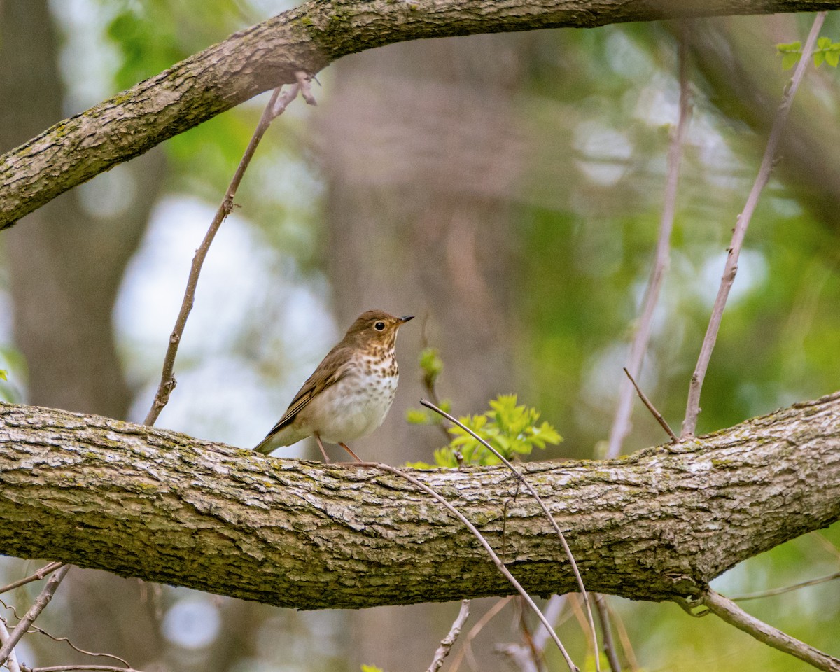 Swainson's Thrush - ML339643381