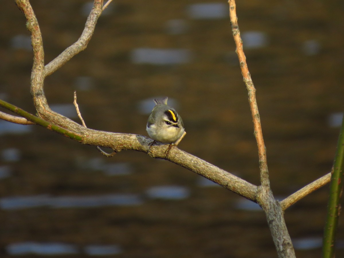 Golden-crowned Kinglet - ML339643471