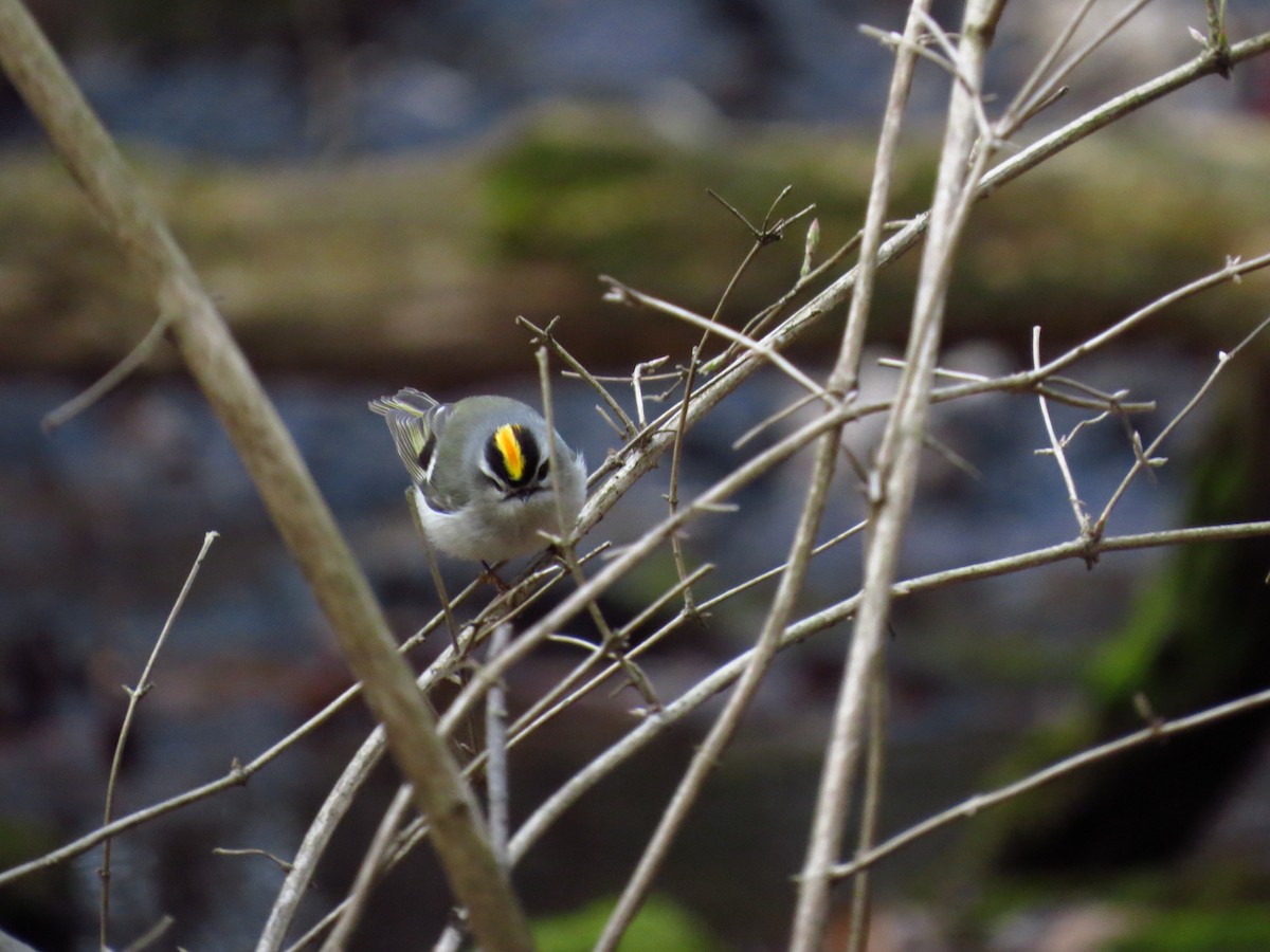 Golden-crowned Kinglet - ML339643501