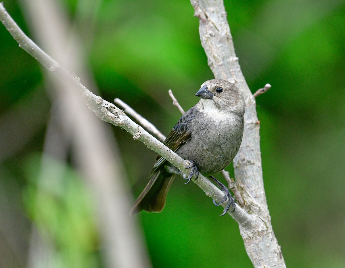 Brown-headed Cowbird - ML339643651