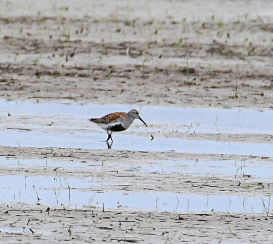 Dunlin - ML339646081