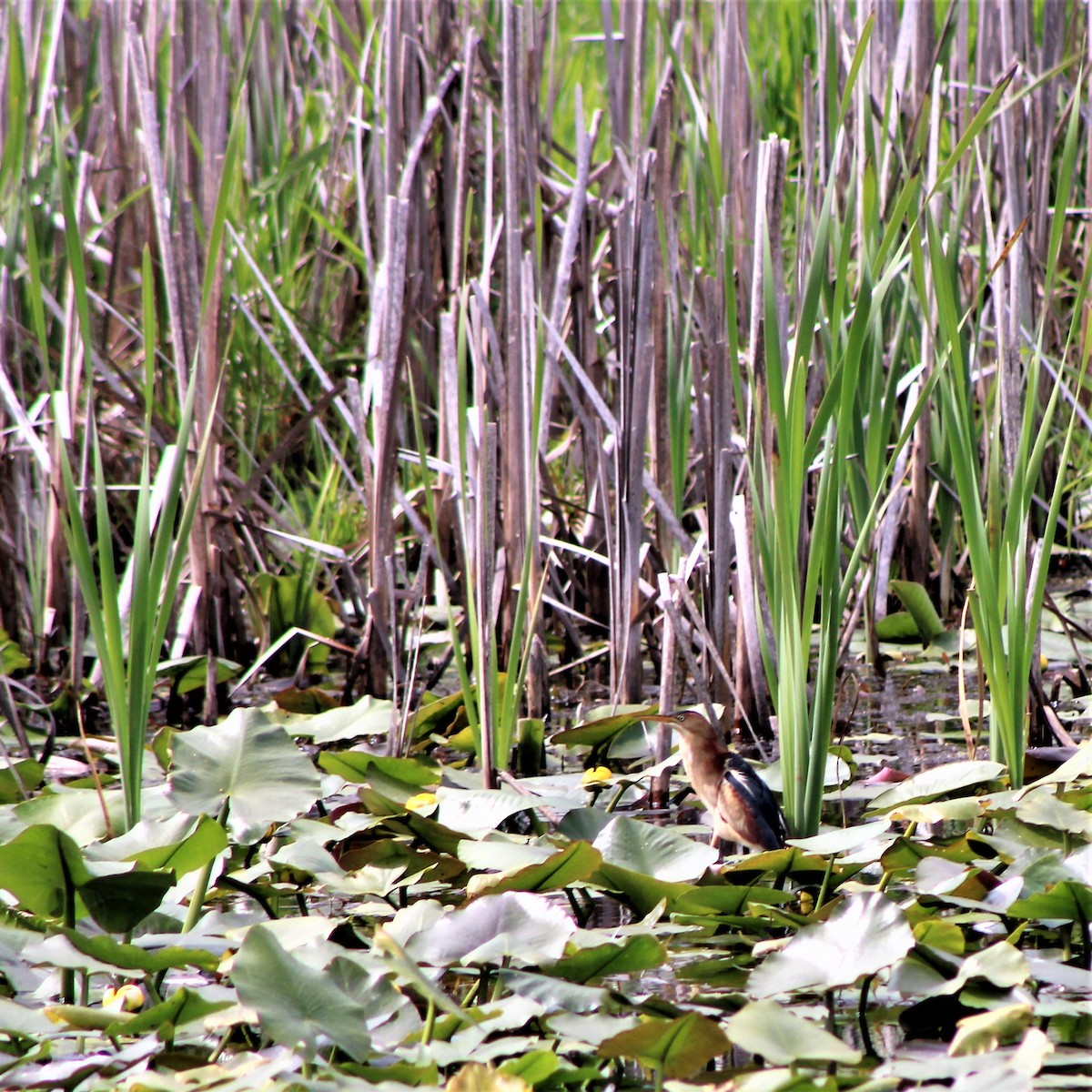 Least Bittern - Donna Mohney