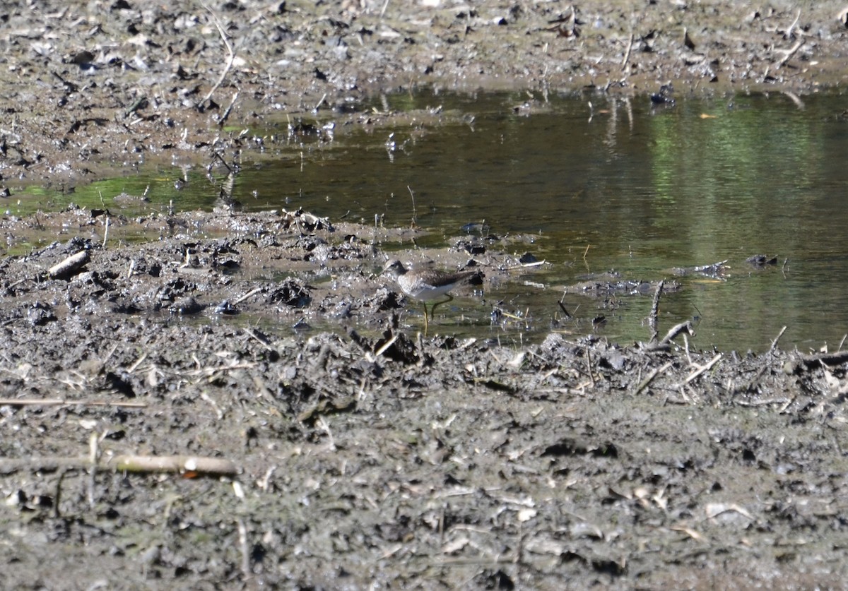 Spotted Sandpiper - ML33964711