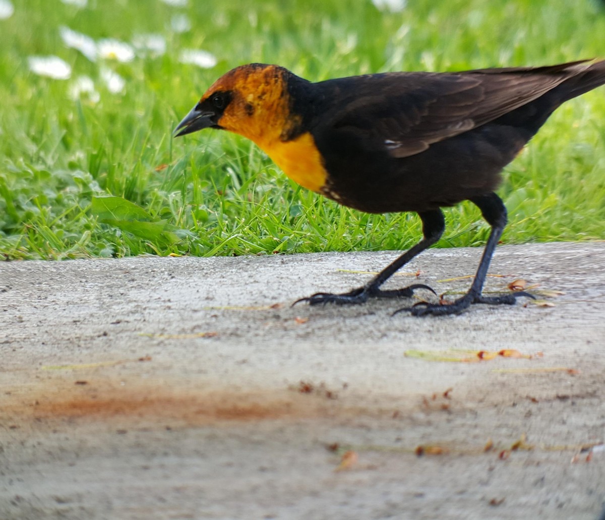 Yellow-headed Blackbird - ML339649111