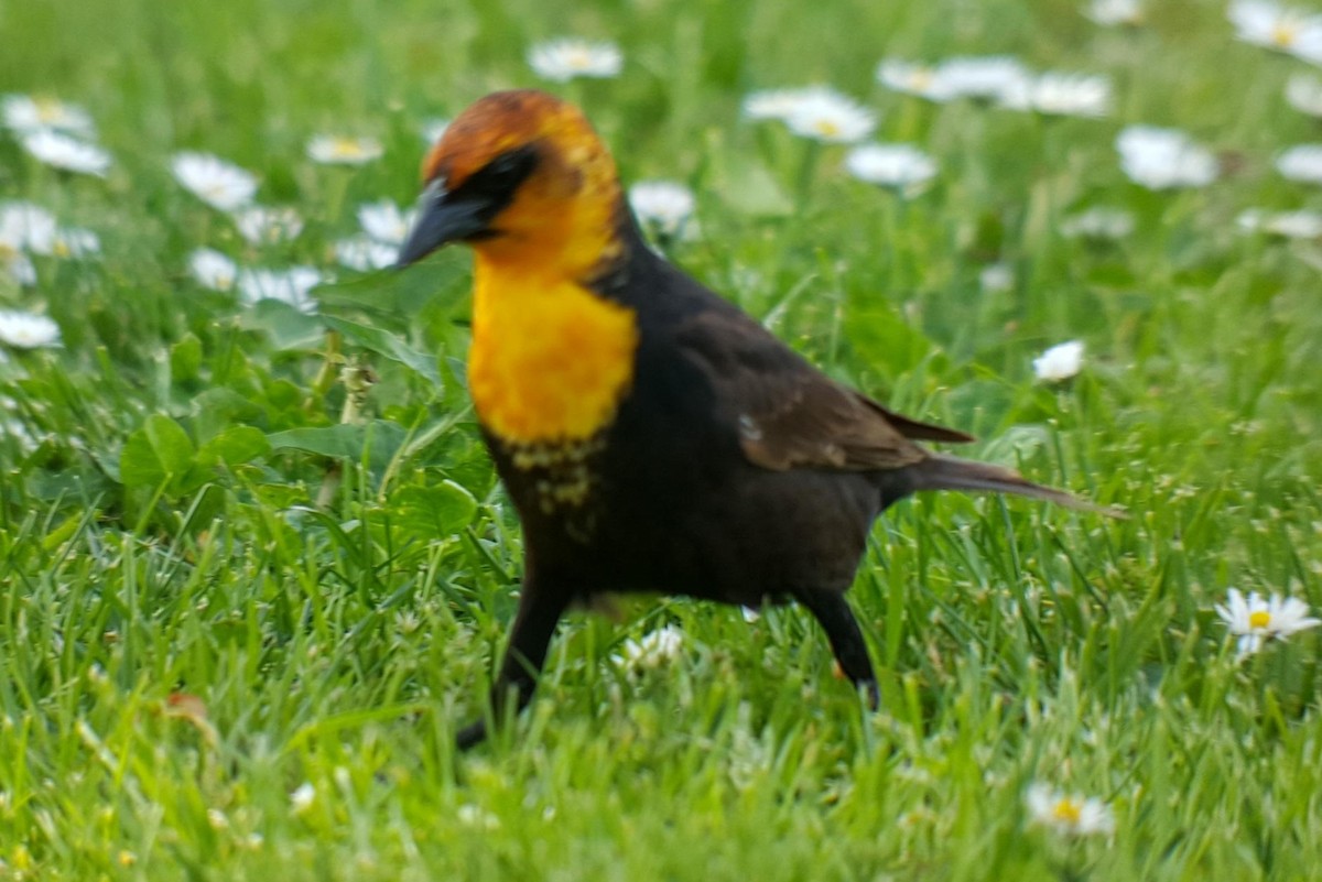 Yellow-headed Blackbird - ML339649261