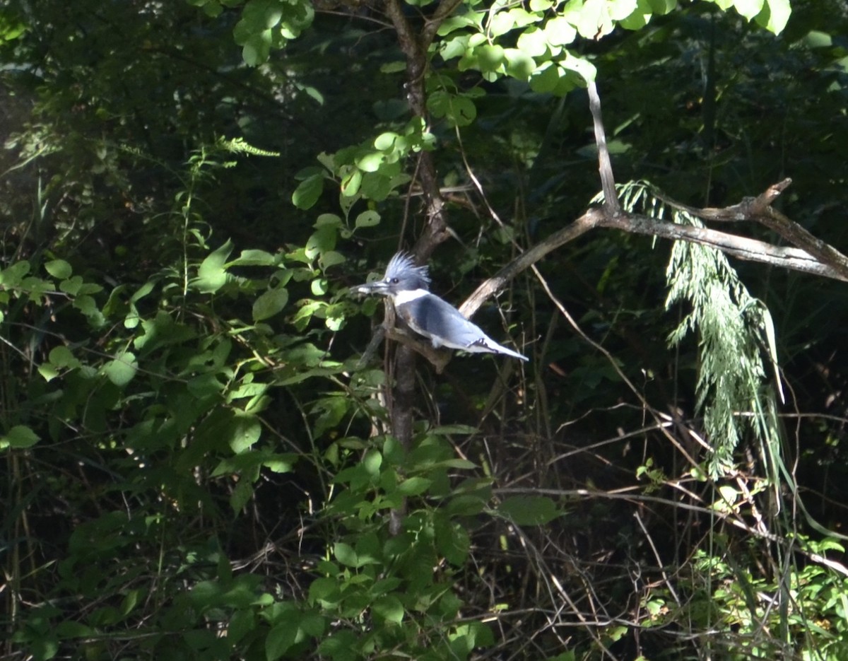 Belted Kingfisher - ML33964951