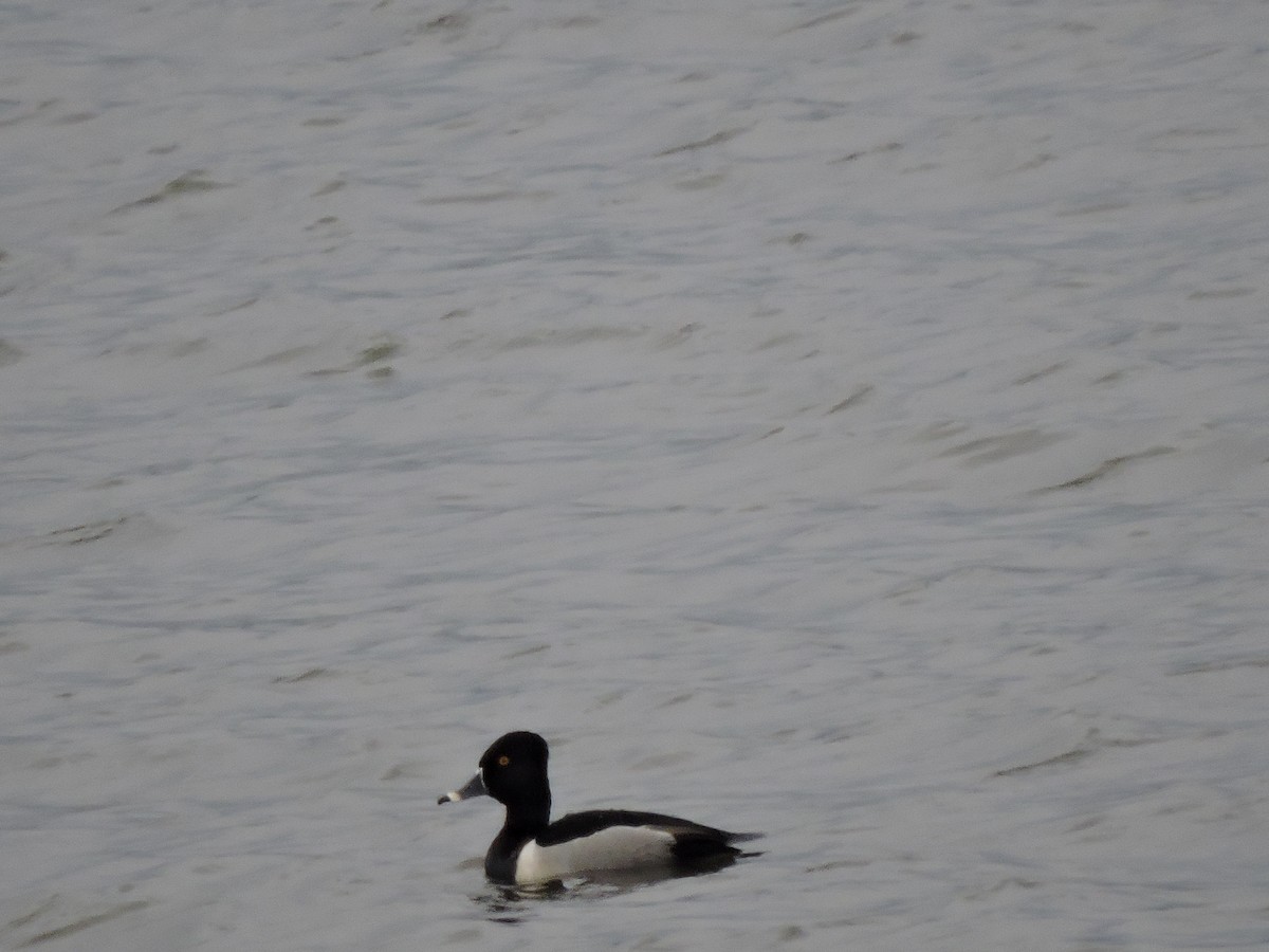 Ring-necked Duck - Riley Henry