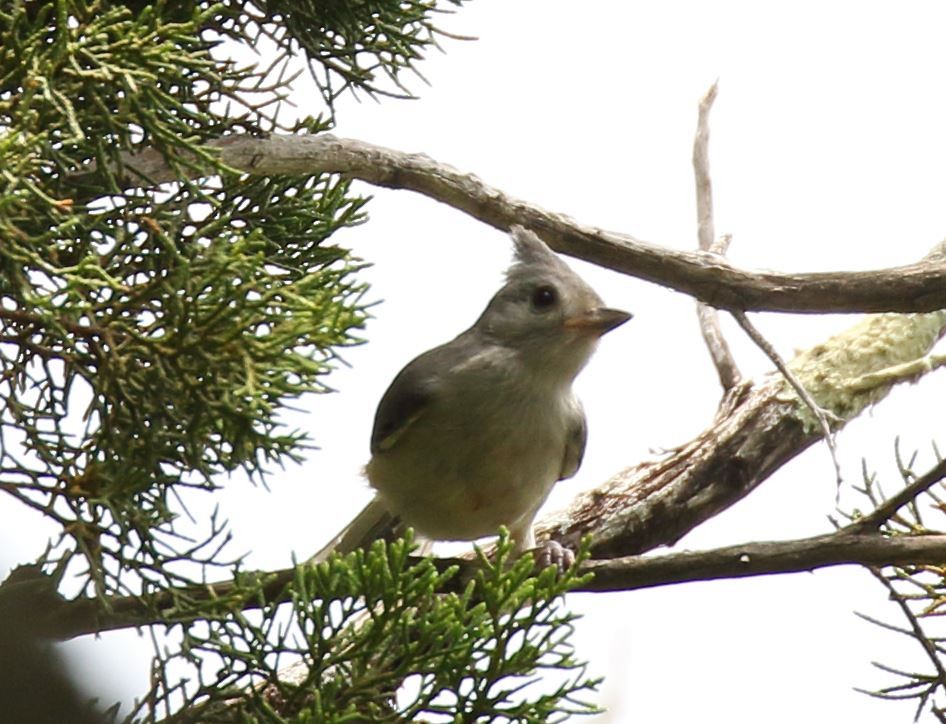 Black-crested Titmouse - C. Jackson