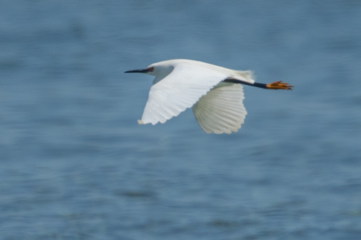 Snowy Egret - ML339653871