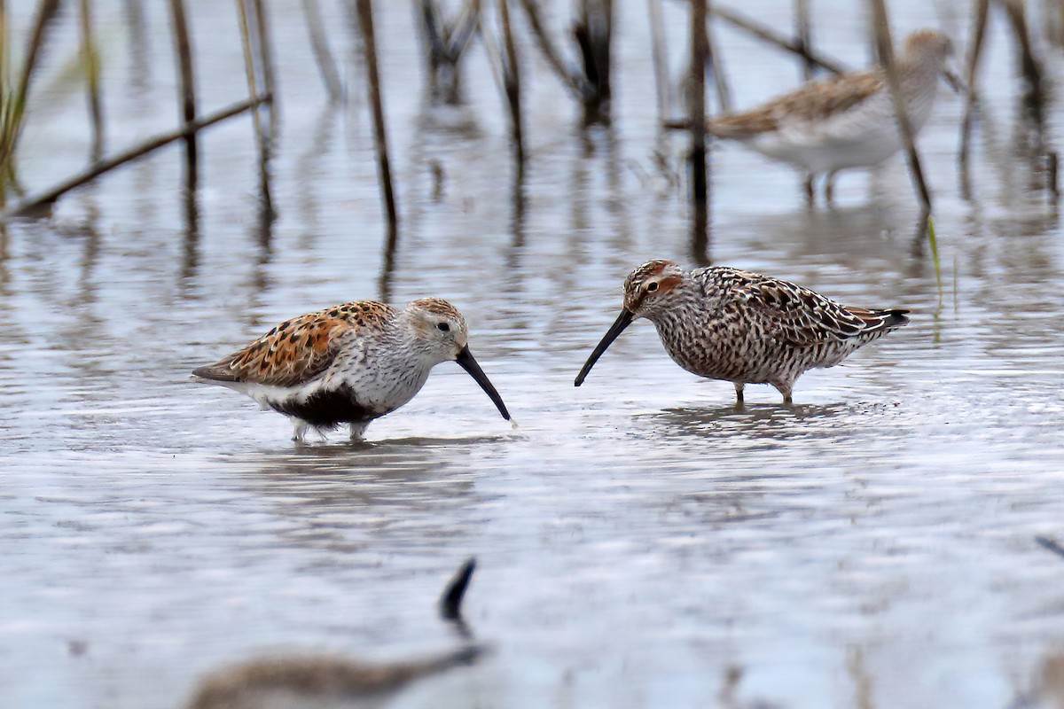 Dunlin - Doug Hommert