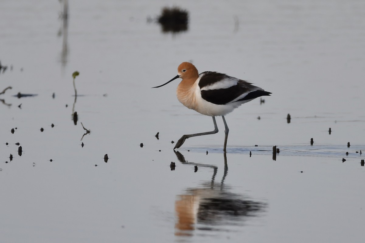 Avocette d'Amérique - ML339656801