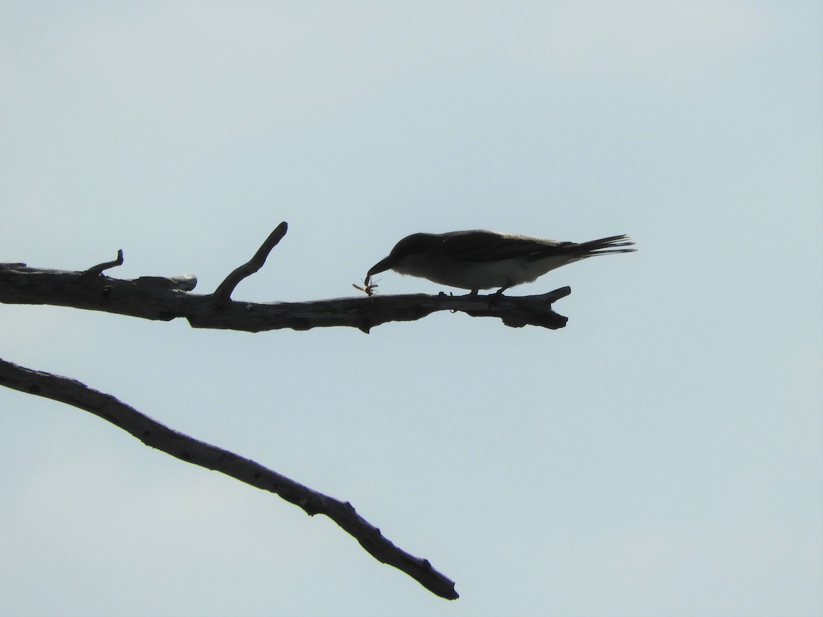 Eastern Kingbird - ML339657051