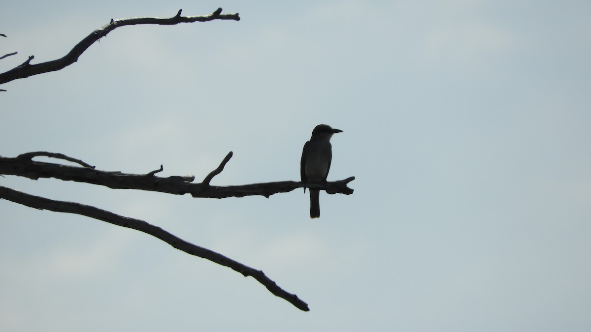 Eastern Kingbird - ML339657111