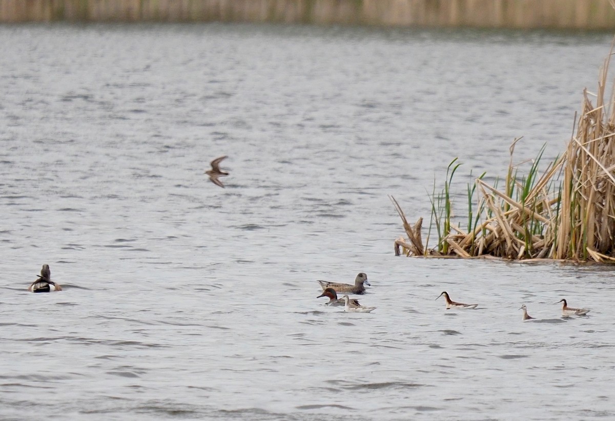 Wilson's Phalarope - ML339658771