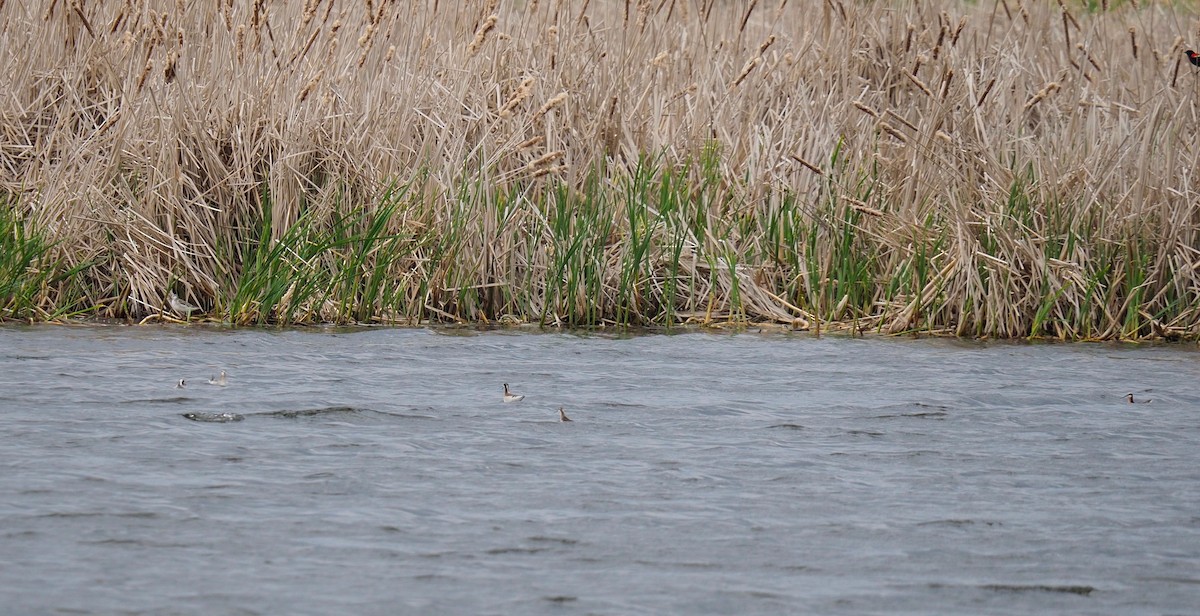 Phalarope de Wilson - ML339658981