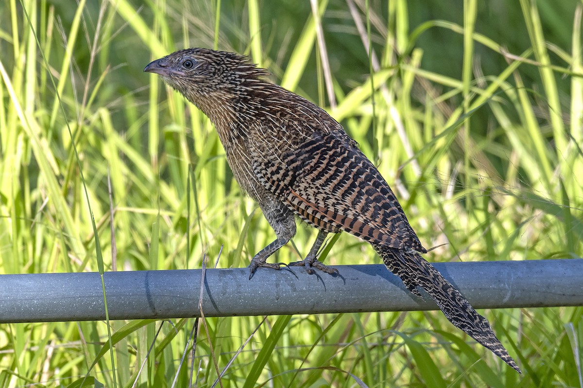 Pheasant Coucal - ML339661581