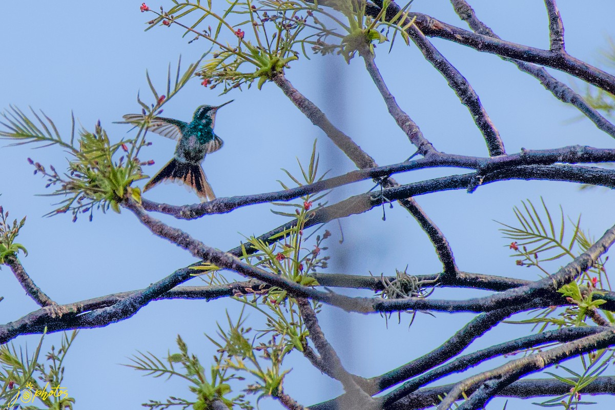 Golden-crowned Emerald - ML339663271