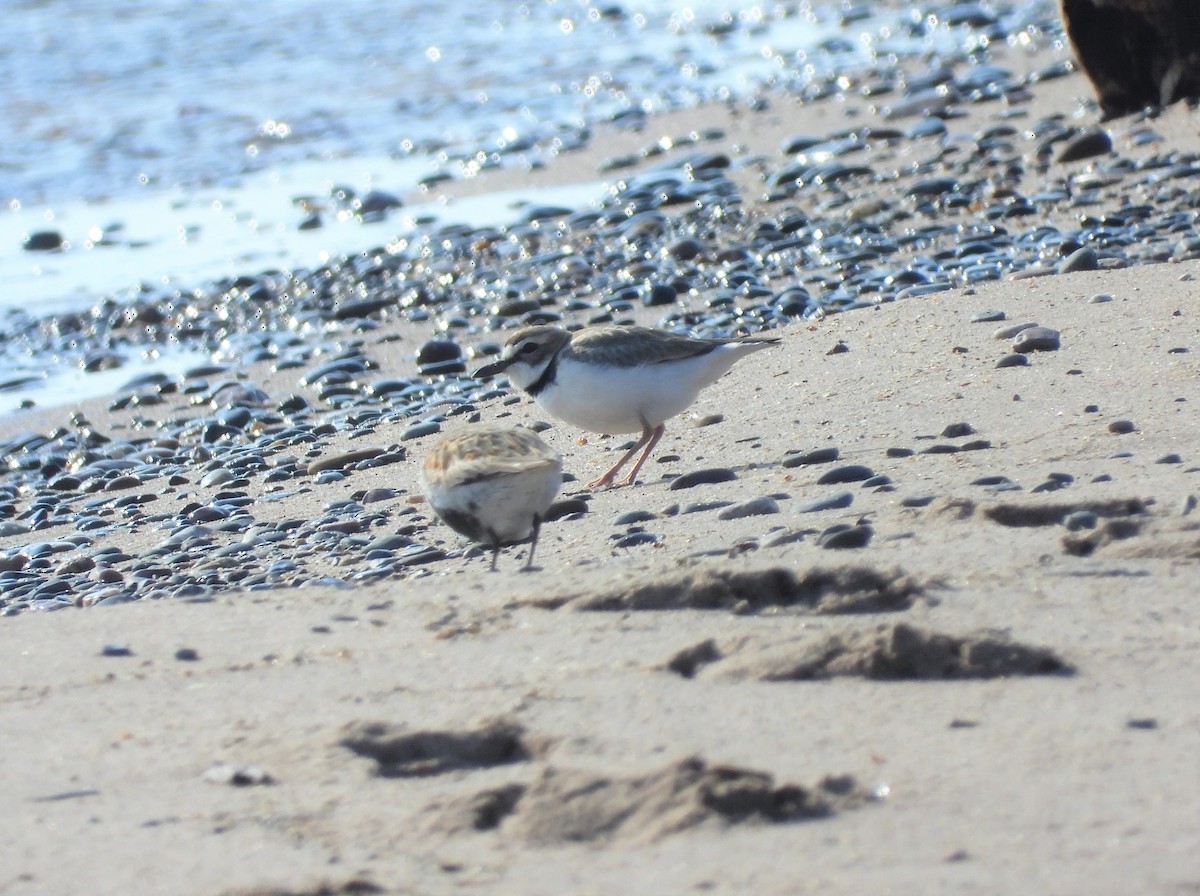 Wilson's Plover - Michael W. Sack