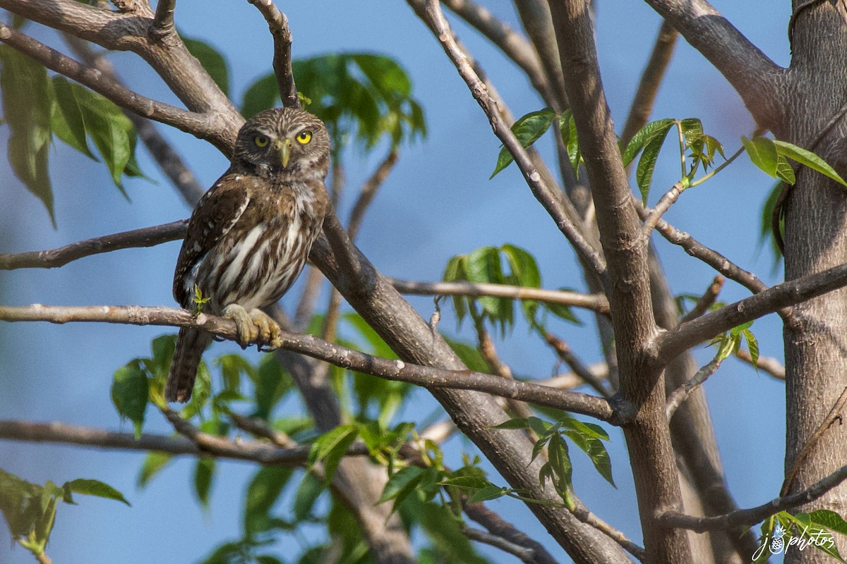 Ferruginous Pygmy-Owl - ML339663441
