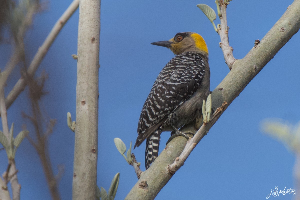 Golden-cheeked Woodpecker - ML339663631