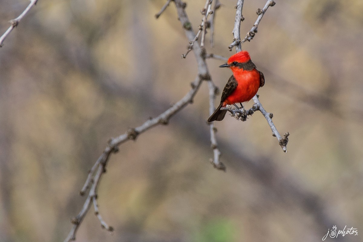 Vermilion Flycatcher - ML339663891