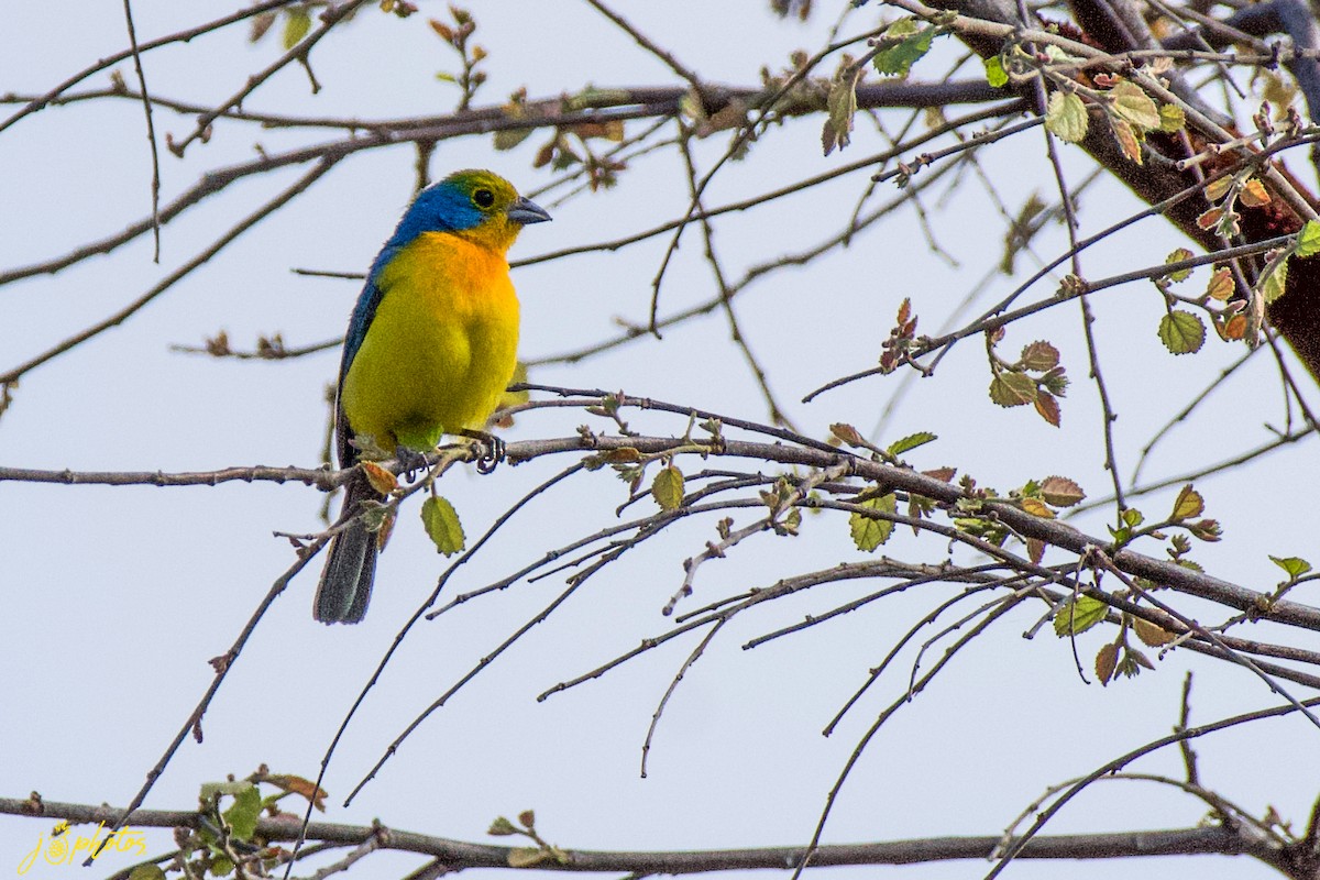 Orange-breasted Bunting - ML339664541