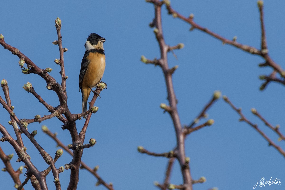 Cinnamon-rumped Seedeater - ML339664691