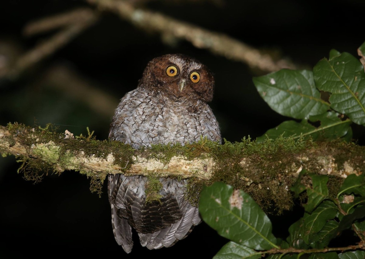 Bare-shanked Screech-Owl - David McQuade