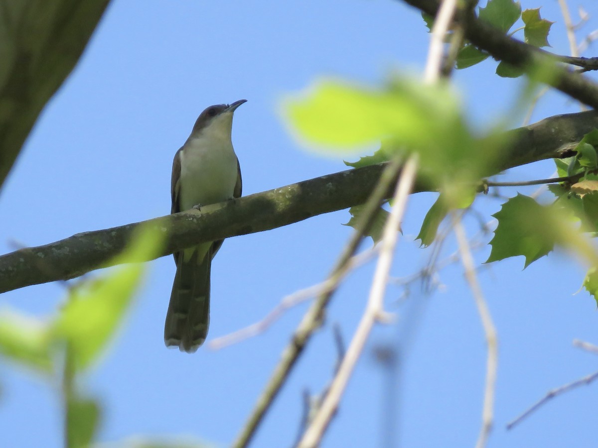 Black-billed Cuckoo - Seth McComsey