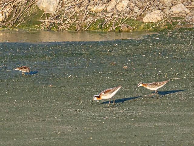 Wilson's Phalarope - Terry Crabe