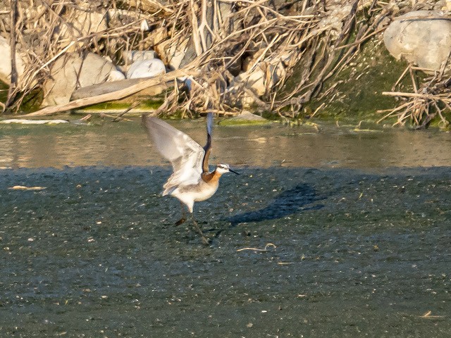 Wilson's Phalarope - Terry Crabe