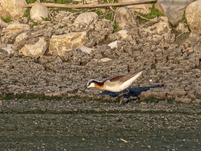 Wilson's Phalarope - Terry Crabe