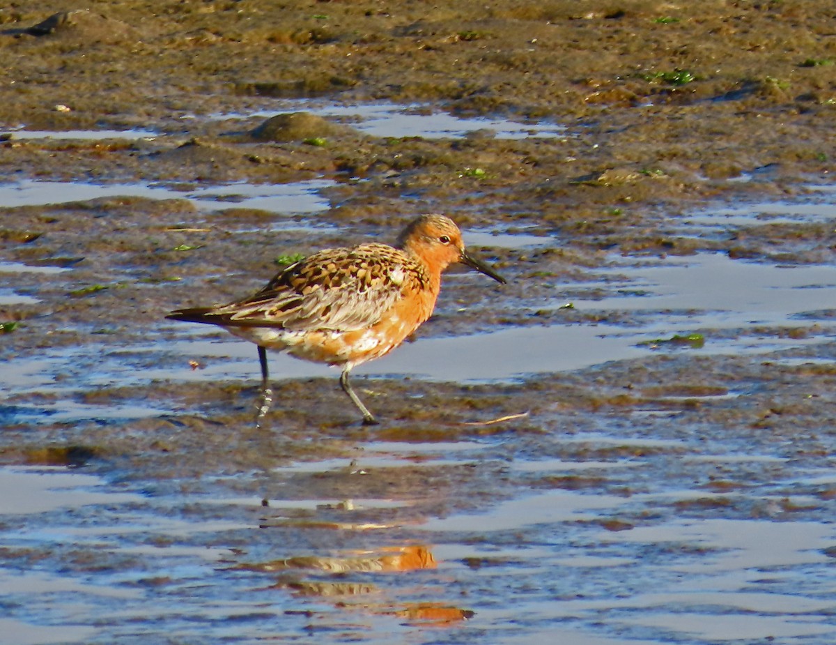 Red Knot - Anonymous