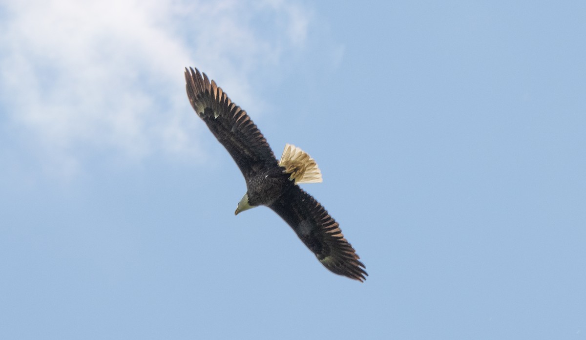 Bald Eagle - Kalpesh Krishna