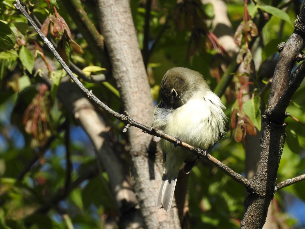 Least Flycatcher - ML339671861