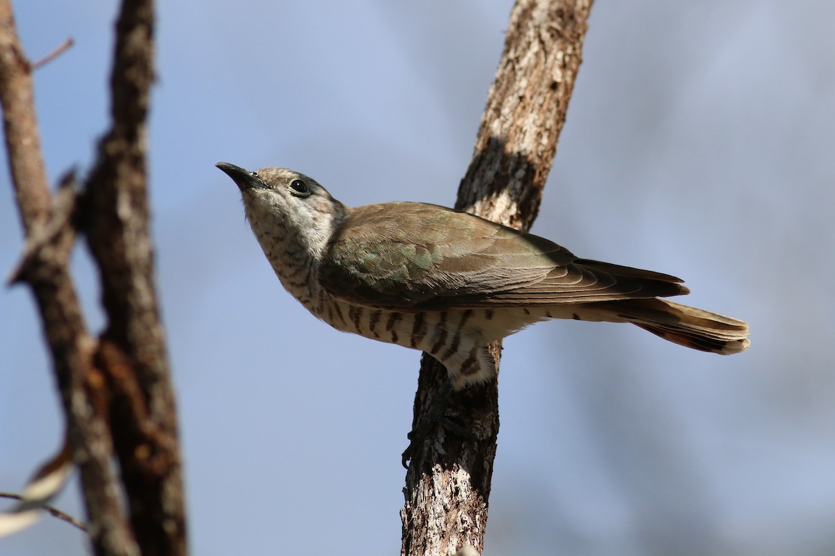 Shining Bronze-Cuckoo - Oliver Burton