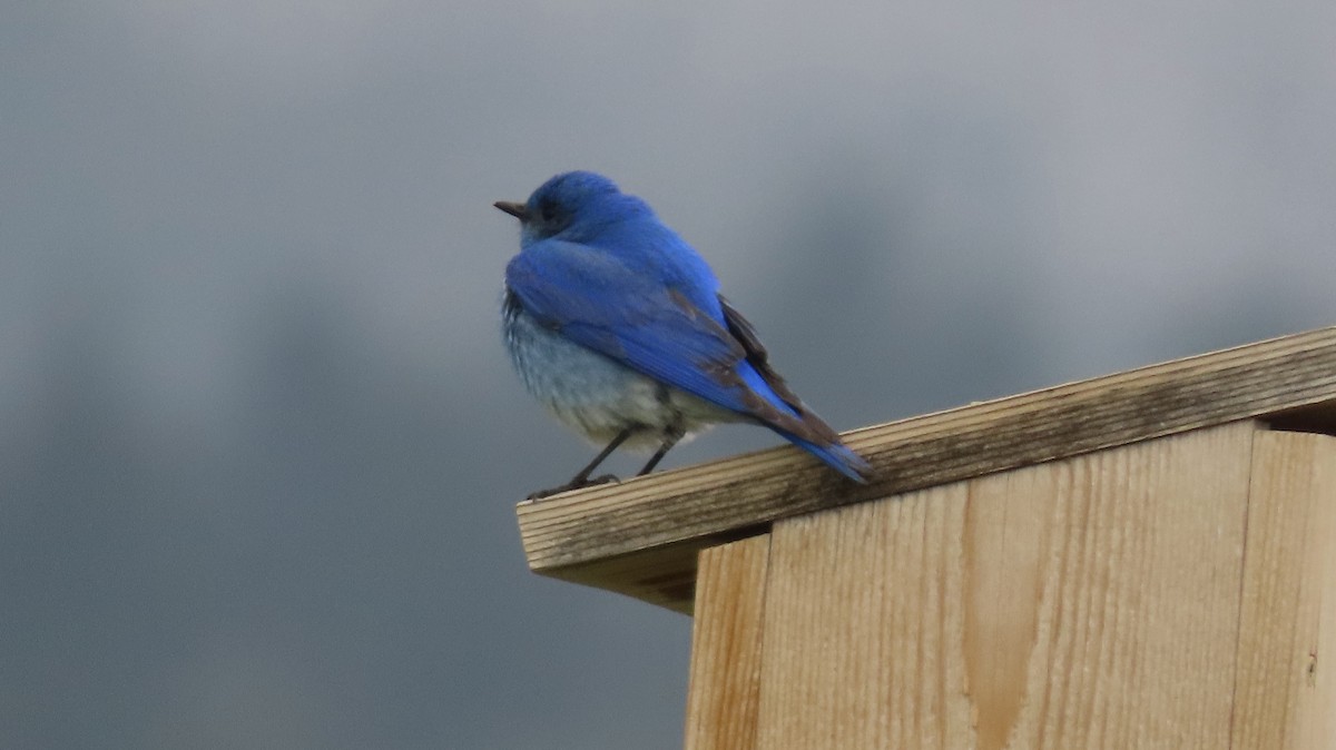 Mountain Bluebird - ML339674271