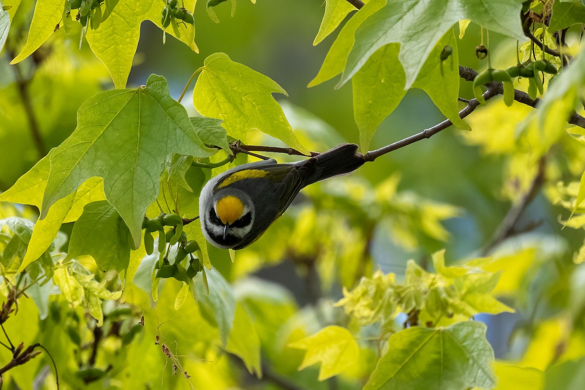 Golden-winged Warbler - ML339678111