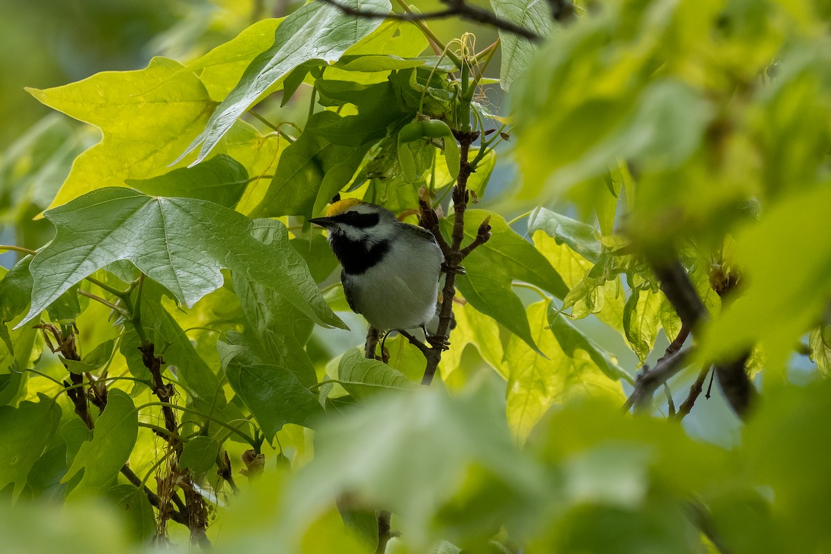 Golden-winged Warbler - Sebastian Jones