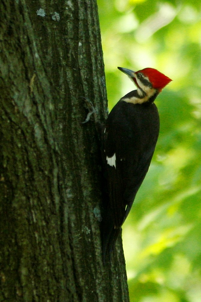 Pileated Woodpecker - Pete Shen