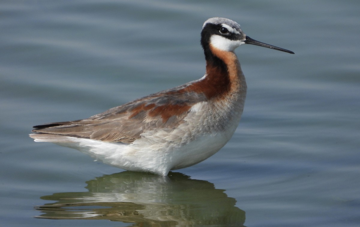 Wilson's Phalarope - ML339680631