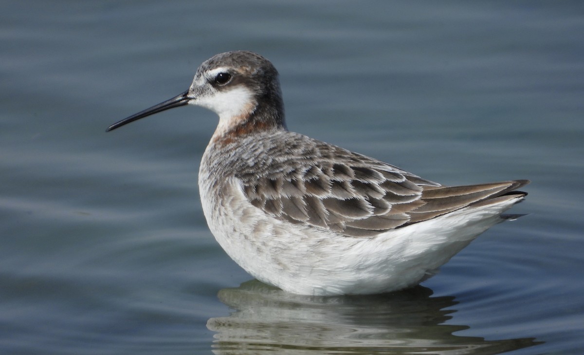 Wilson's Phalarope - ML339680641