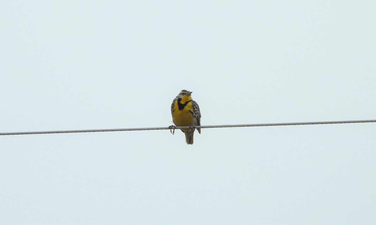Western Meadowlark - ML339680711